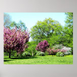 Row of Flowering Trees Prints & Posters