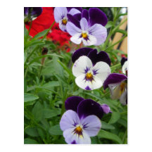 Row of Pansies Post Card