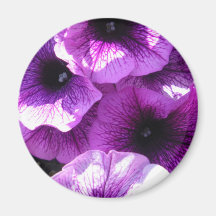 Row of Purple Petunias Refrigerator Magnet