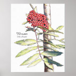 Rowan Study posters