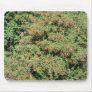 Rowan Tree With Berries Mousepads