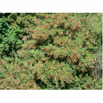 Rowan Tree With Berries Photo Cutout