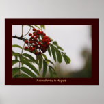 Rowanberries in August 03 Poster