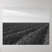 Rows and Rows Print