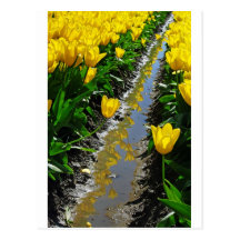 Rows Of Colour. Postcard