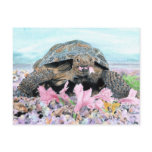 Roxy the Turtle Postcard