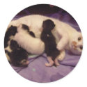 Roxy with kitties sticker