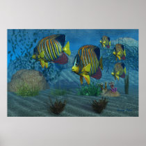 Royal Angelfish Print