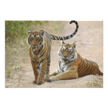 Royal Bengal Tiger and young, Ranthambhor Art Photo
