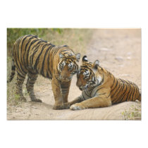 Royal Bengal Tiger and young - Touching ahead,
