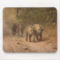 Royal Bengal Tigers on the move, Ranthambhor Mouse Pads