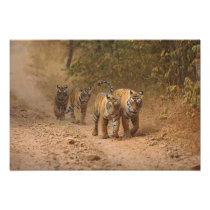Royal Bengal Tigers on the move, Ranthambhor