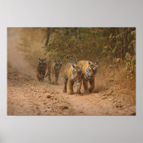 Royal Bengal Tigers on the move, Ranthambhor