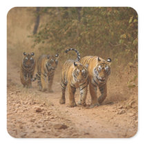 Royal Bengal Tigers on the move, Ranthambhor Sticker