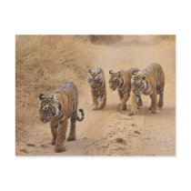 Royal Bengal Tigers on the track, Ranthambhor 8 Post Cards