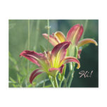 Royal Daylily Greetings postcards