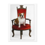 Royal English Bulldog postcards