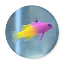 Royal Gramma Photo Fridge Magnet