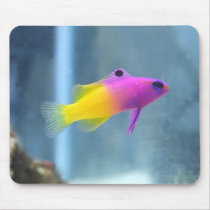 Royal Gramma Photo Mouse Pads