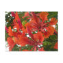 Royal Poinciana Flower Postcard