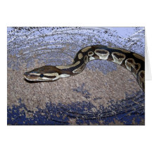 Royal Python or Ball Python Cards
