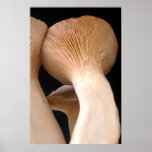Royal Trumpet Mushroom Photo posters
