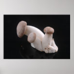 Royal Trumpet Mushrooms Photo posters