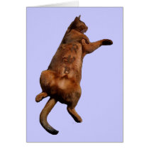 Rub My Tummy Cards