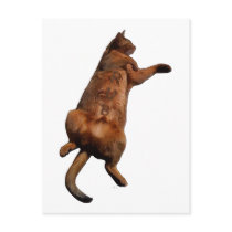 Rub My Tummy Postcards