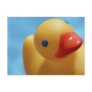 Rubber Duck Close-Up Postcard