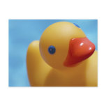 Rubber Duck Close-Up postcards