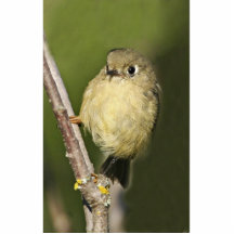Ruby-crowned Kinglet Cut Outs