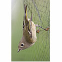 Ruby-crowned Kinglet in Mist Net photo sculptures