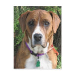 Ruby Post Card