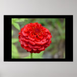 Ruby Red Zinnia Posters