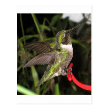 Ruby Throat hummingbird Postcard