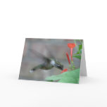 Ruby-throat Sips Card