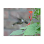 Ruby-throat Sips Postcard