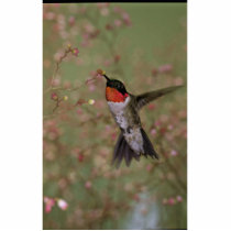 Ruby Throated Humming Bird Acrylic Cut Outs