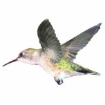 Ruby-throated Hummingbird 2x3 Ornament photo sculptures