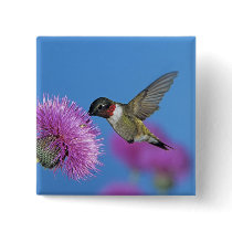 Ruby-throated Hummingbird, Archilochus 4