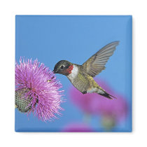Ruby-throated Hummingbird, Archilochus 4