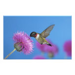Ruby-throated Hummingbird, Archilochus 4 photography