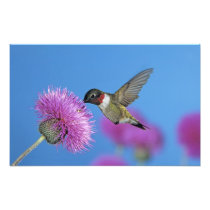 Ruby-throated Hummingbird, Archilochus 4 Photo Print