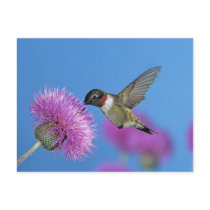 Ruby-throated Hummingbird, Archilochus 4