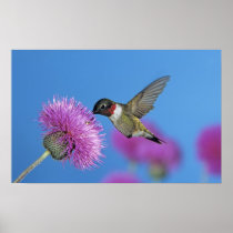 Ruby-throated Hummingbird, Archilochus 4