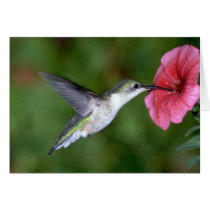 Ruby-throated Hummingbird (female) with petunia Card