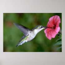 Ruby-throated Hummingbird (female) with petunia Print