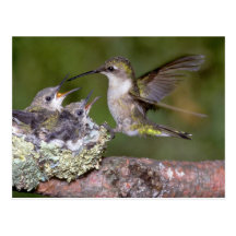 Ruby-throated Hummingbird (female) with young Post Cards