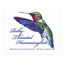 Ruby Throated Hummingbird Latin postcards